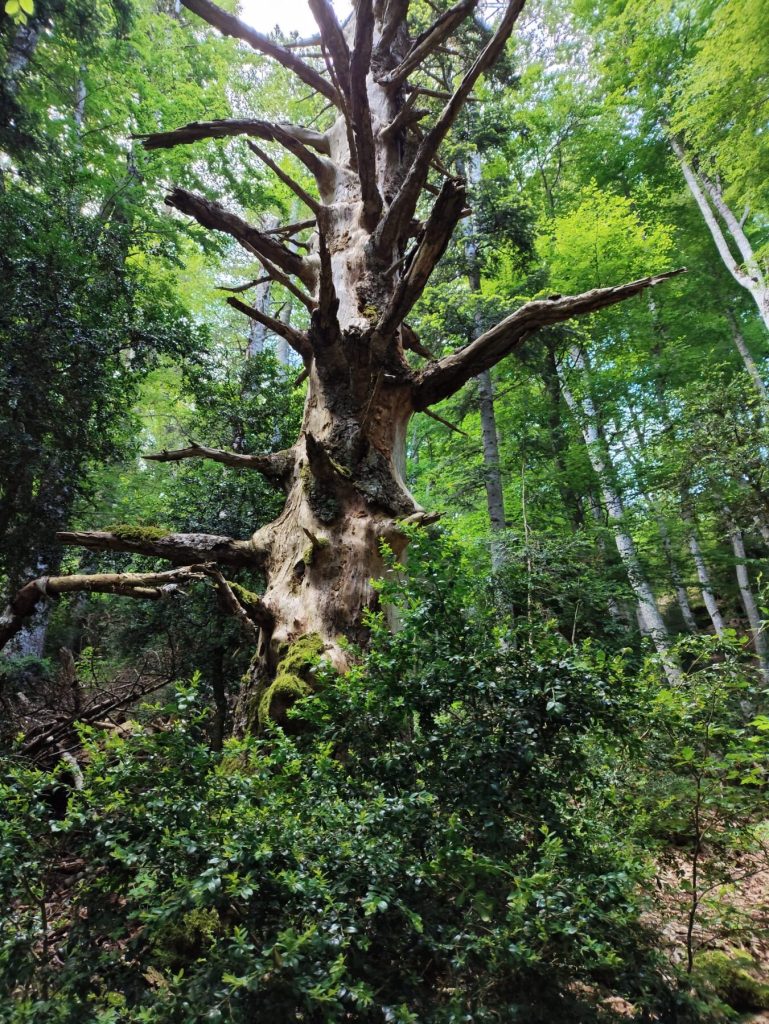 Bosque del Pirineo junto a Javierregay